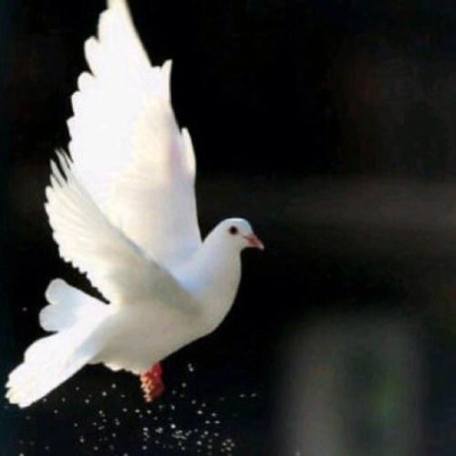 Mezna1990's profile picture. لا تغب عني وتأفل ... لا أحب الآفلين