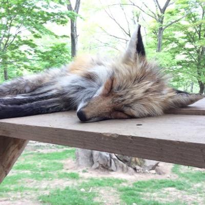 ↑18。P飯P、ネイデン、神殿組主食。最近Γ1Γ2とPばっかり。文章書き。