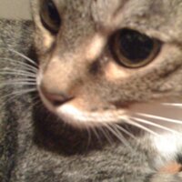 スカンク/SKANK (@hardcore_skank) 's Twitter Profile Photo