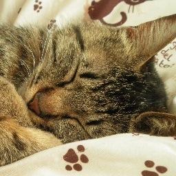 黒猫ニイヤ 仁井屋シロ ディーノさんお誕生日おめでとう 雲雀の保護者達に囲まれてたじたじ 笑 Http T Co Falicbxycx 黒猫ニイヤ 仁井屋シロ ディーノさんお誕生日おめでとう 雲雀の保護者達に囲まれてたじたじ 笑 Http T Co Falicbxycx