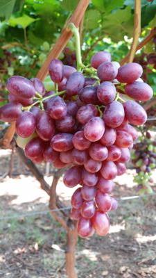 Greek_Grapes's profile picture. 