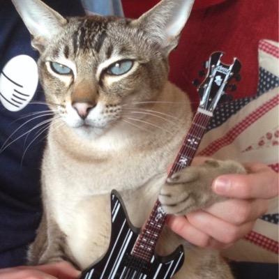 thetonktwincats's profile picture. We be a pair ov sexy stripey pant wearing Snow Leopardesque house kitties, plus a Bengali mentalist pussy #indahouse