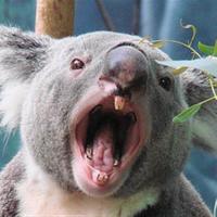 Koala Lumpur (@dementekoala) 's Twitter Profile