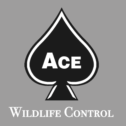 acewildlife's profile picture. Our state certified, knowledgeable and caring technicians use humane wildlife capturing techniques that are safe for your children, your pets and entire family.