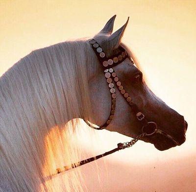 0qgOaC8DPTRgjJ7's profile picture. لا إلله إلا الله محمد رسوول الله