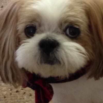 LindaAgrippino's profile picture. 