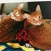 Pork and Bean (@catfoodcatz) Twitter profile photo Pork and Bean (@catfoodcatz) Twitter profile photo