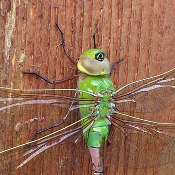 mpls_res's profile picture. 