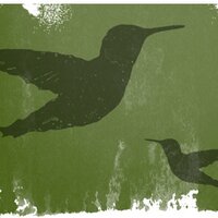 Doe Bay Fest (@doebayfest) 's Twitter Profile Photo