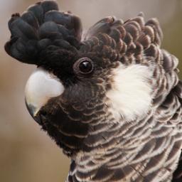 Southwest Black-Cockatoo Recovery Program, part of the @BirdlifeOz flock.