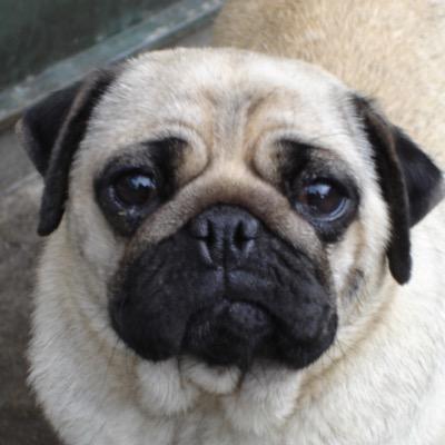 flannel1002's profile picture. KP-61スターレット→色々→NA8C〜ハイドロ・シトロエン(BX19GTI →エグザンティアSX→エグザンティアV-SX)〜NA6CE〜M2 1002→NB6C エアソフトを使用するシューティングマッチもやってます リアルカウント(8〜10発マグをあわあわチェンジして撃つ系)大好き^_^       ※JTSA中の人