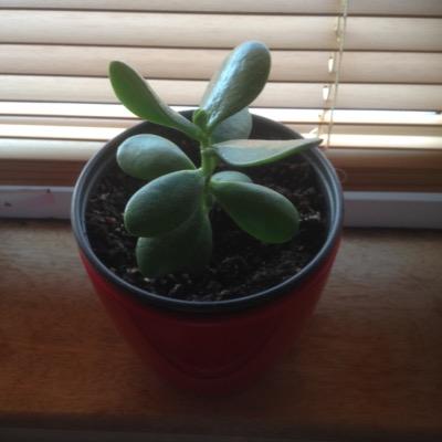 DesignOomps's profile picture. 