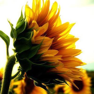 traapaly's profile picture. 