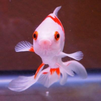 なおさん 金魚垢 Kingyoya Aiko 太っててかわいいです ๑ W ๑ キュン なおさん 金魚垢 Kingyoya Aiko 太っててかわいいです ๑ W ๑ キュン