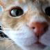 Colony Cats and dogs (@colonycats) Twitter profile photo