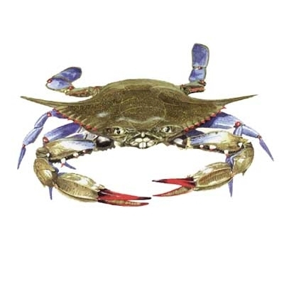 ChesapeakeStore's profile picture. Discount Shopping from  the Chesapeake Bay Market.