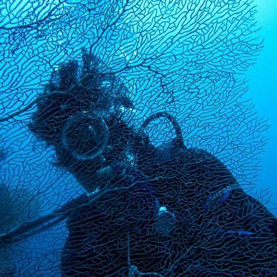 TitleistRemover's profile picture. Fisheries Officer/Perpetual Student/Frozen Banana Salesman