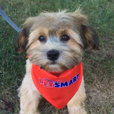 Hello! I'm Milo, a Shorkie (Shih Tzu - Yorkshire Terrier) who loves to play! I am a 3 month old, and would love for you to follow me! Instagram- TheShorkieMilo