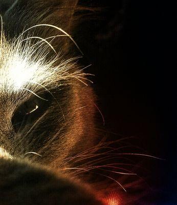 PeaceLovenPaws's profile picture. 