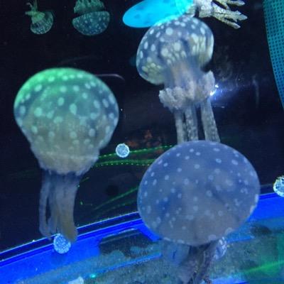 Taketake On Twitter 悪とは システムを無批判に受け入れることである ハンナアーレントってあまり人気ないけど 大衆心理をうまく表していると思う 自粛 が原因で友人を12人亡くした主催者の行為を 感情的に批判できるのか コロナ亡くなった命と 経済苦