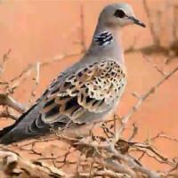 عاشق الصيد (@song758) Twitter profile photo
