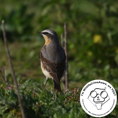 wheatear9 Profile Picture