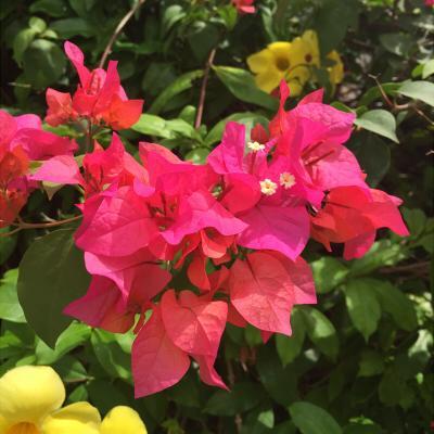 Matsuo English Works 松尾イングリッシュワークス Mew 始動です Http T Co Wpki0mccrm 9月4日 金 より那覇英語 ウォーキングツアーを開始します 外国人観光客だけでなく 日本人のお客様も歓迎いたします 詳しくはホームページをご覧ください Matsuo English Works 松尾イングリッシュワークス Mew 始動です Http T Co Wpki0mccrm 9月4日 金 より那覇英語 ウォーキングツアーを開始します 外国人観光客だけでなく 日本人のお客様も歓迎いたします 詳しくはホームページをご覧ください