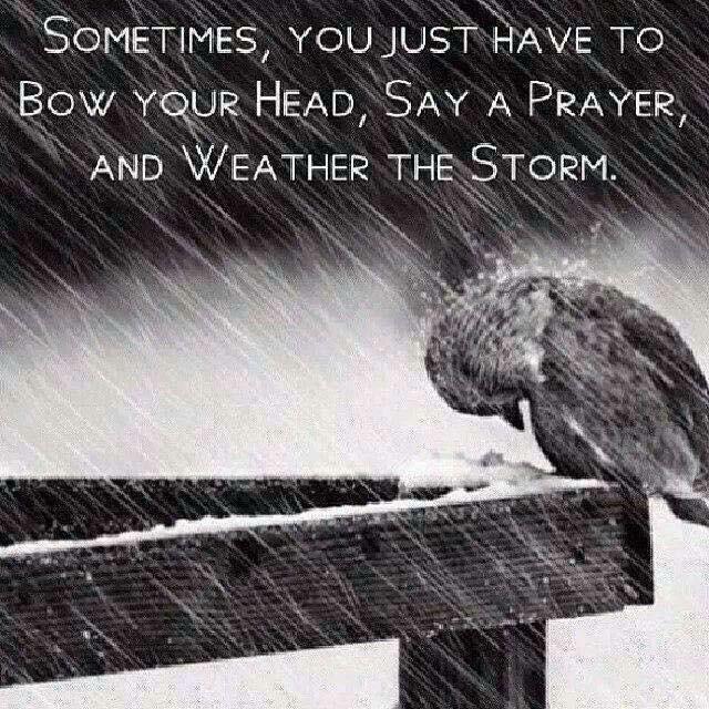 elchachino's profile picture. heavy haul driver all over US and Canada