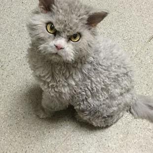 Gizzgazz's profile picture. 