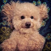 Benjy Boo (@therealbenjyboo) 's Twitter Profile