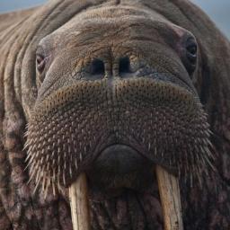 bulbous_walrus Profile Picture