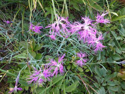 marimocorin211's profile picture. 数年前から山登りに目覚めました。夏は北アへ。自然の中にいること、アウトドア大好き。パラグライダー、アラスカでオーロラ体験。ゴールデン(犬)オーナー。街へは着物でお出かけ。音楽、映画、歌舞伎、舞台など多趣味。