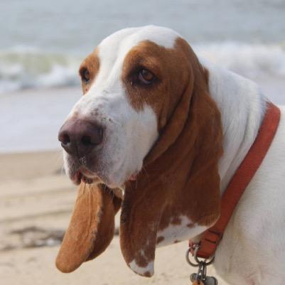 Born 2010, rescued by https://t.co/7Bs0juOeKH in 2013. I'm also known as Captain Ridiculous. I wrote a book! #bassethound #bassetrescue #rescuedog