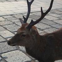 ケンジ (@ino1980) 's Twitter Profile Photo ケンジ (@ino1980) 's Twitter Profile Photo