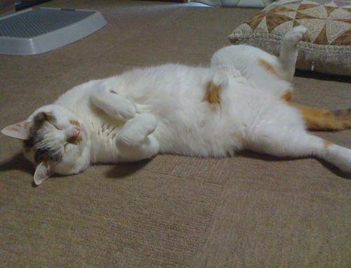 wasabinouta's profile picture. 京都から滋賀へ居を移し、むらづくりプランナーとして糧を得つつ、農業実践をめざしている。ブルーベリー、アボカド、ニホンミツバチ、モノ好き