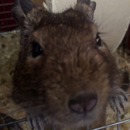 deguthedegu's profile picture. Hello, I'm Degu. I am a Degu. I was called De and my brother Gu, but Gu died :( (I killed him.)