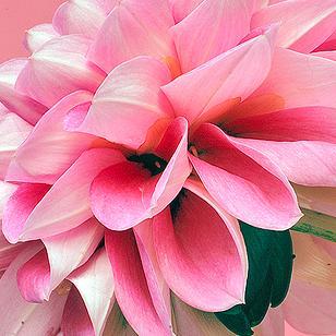 hansin48's profile picture. 20↑ 刀剣