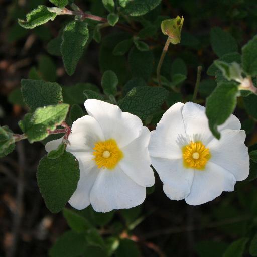 ellerus_eminA's profile picture. Nasce da a machja, chi ochji ùn hà, 
ma ochji tene. 
Corsica

- Ciò ch'ùn si pò parà mancu si deve teme!