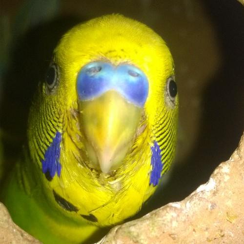 thedustbinpage's profile picture. Old School / Hard Headed / Love Travelling / Talkative