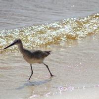 Joshua McFarland (@joshsmcfarland) 's Twitter Profile