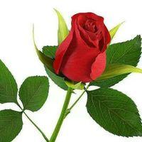 ijazalvi4all's profile picture. 