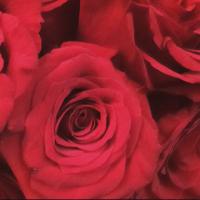 هند (@pddpp1) 's Twitter Profile