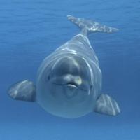 Saltwater Pewter (@saltwaterpewter) 's Twitter Profile