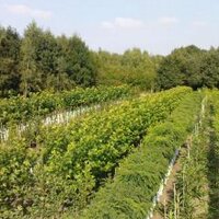 Boomkwekerij (@boomkwekerij) 's Twitter Profile