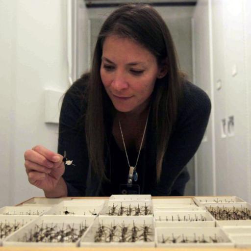 Entomologist/evolutionary biologist, Curator of flies, scientist on exhibit, mother. she/her