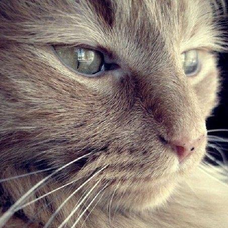 JonCrazyCat's profile picture. 🇺🇦 donate/help at https://t.co/48l5oleG37