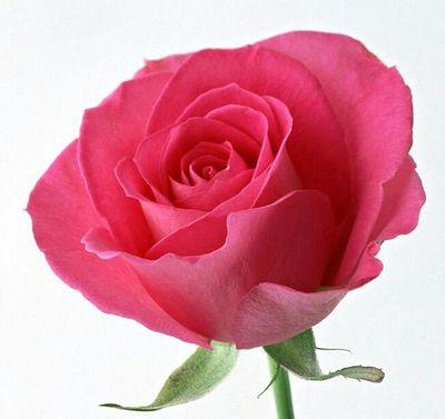 januja88's profile picture. 