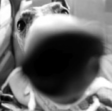 pdchris's profile picture. 