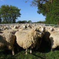 Shimpling Park Farm (@shimplingpark) 's Twitter Profile