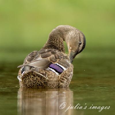 Specialising in nature photography, I also enjoy motorsports and landscape photography.
